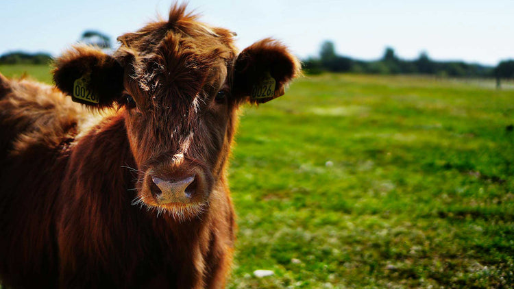 Dairy & Beef