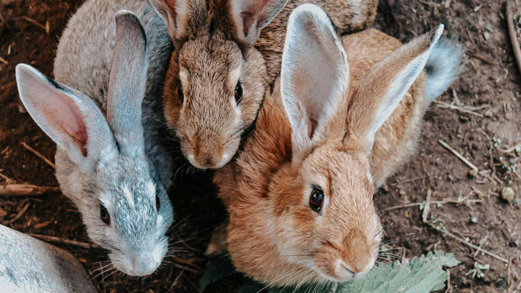 Small Animal & Pet Supplies