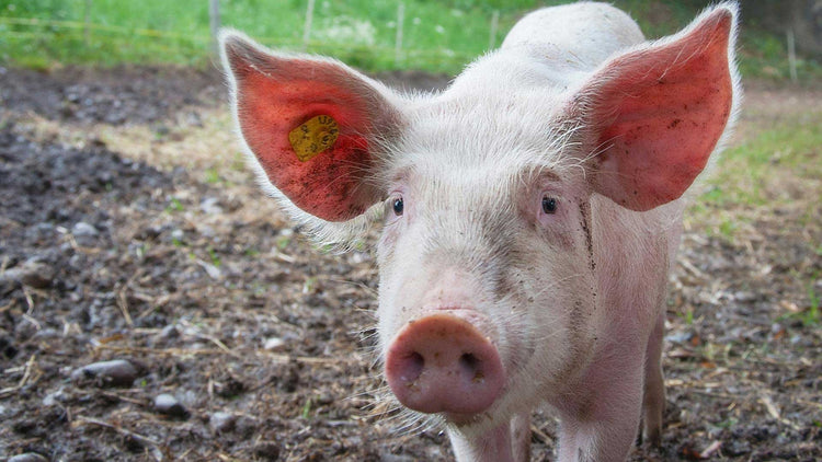 Swine