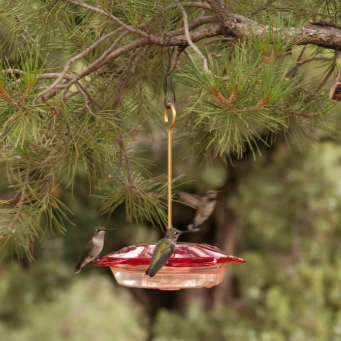 Little Flyer 4 Hummingbird Feeder