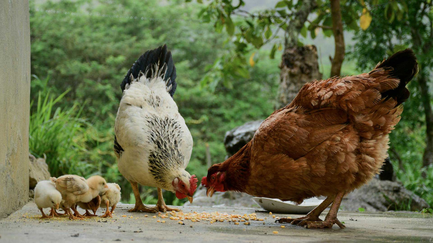 Chicken Feed & Supplies