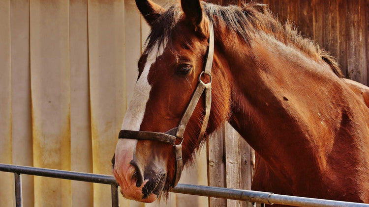 Equine