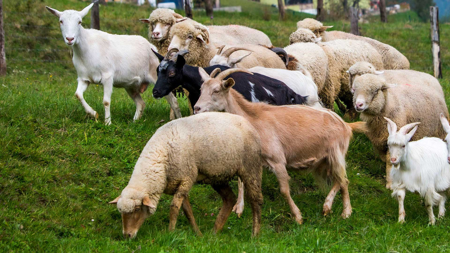 Sheep & Goats