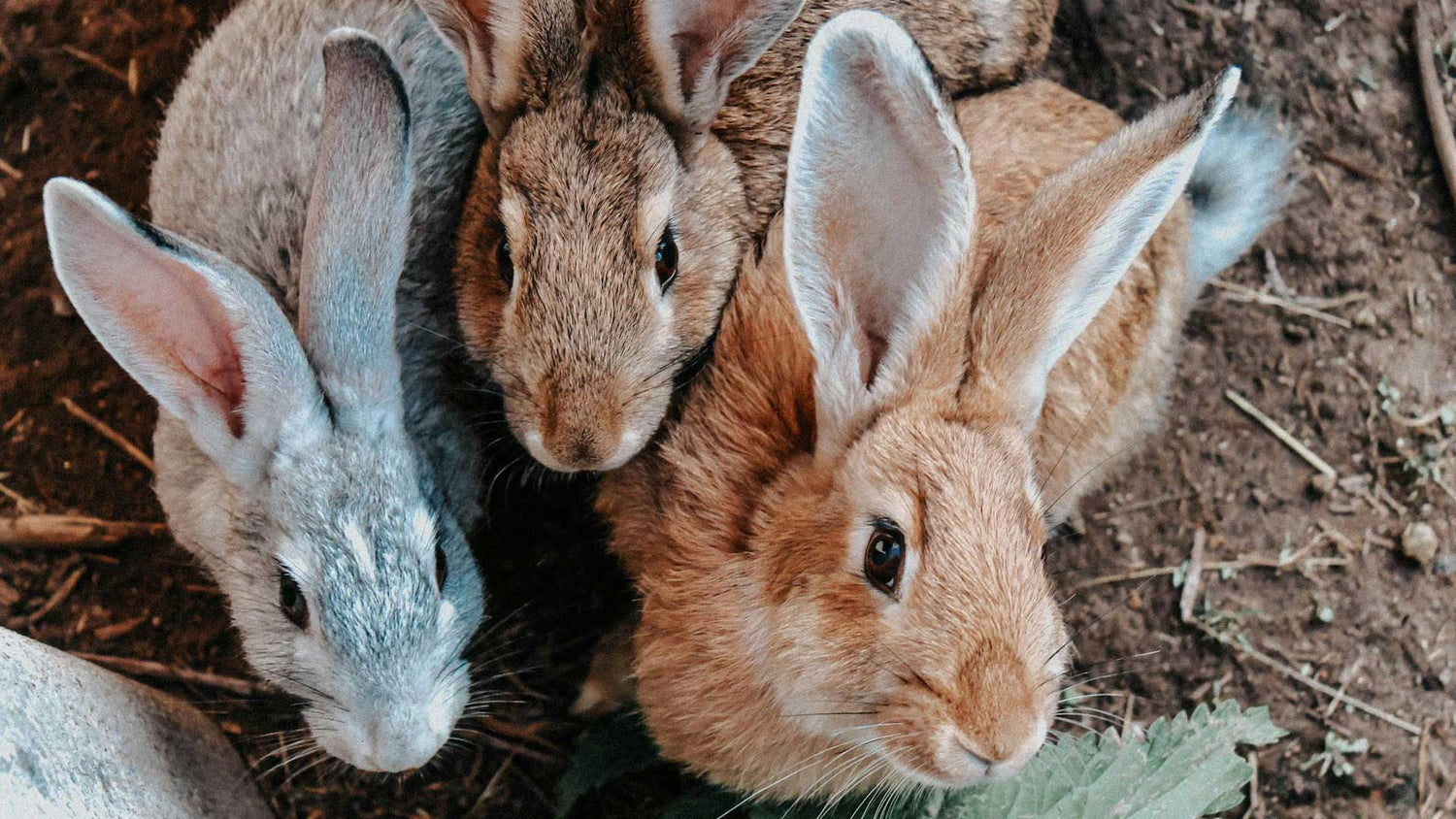 Small Animal & Pet Supplies