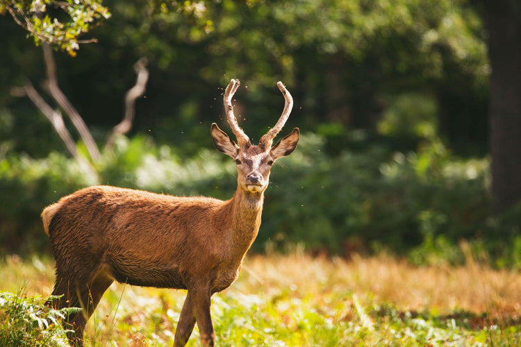 Wildlife