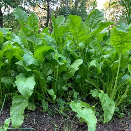 Beet Down Deer Mix - 2 lb.