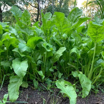 Beet Down Deer Mix - 2 lb.