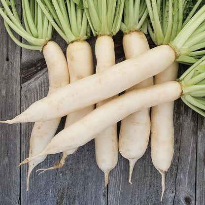 Daikon Tillage Radish
